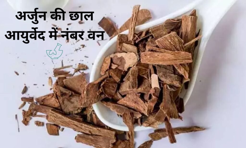 अर्जुन की छाल आयुर्वेद में नंबर वन, यह सब होते हैं चमत्कारी फायदे