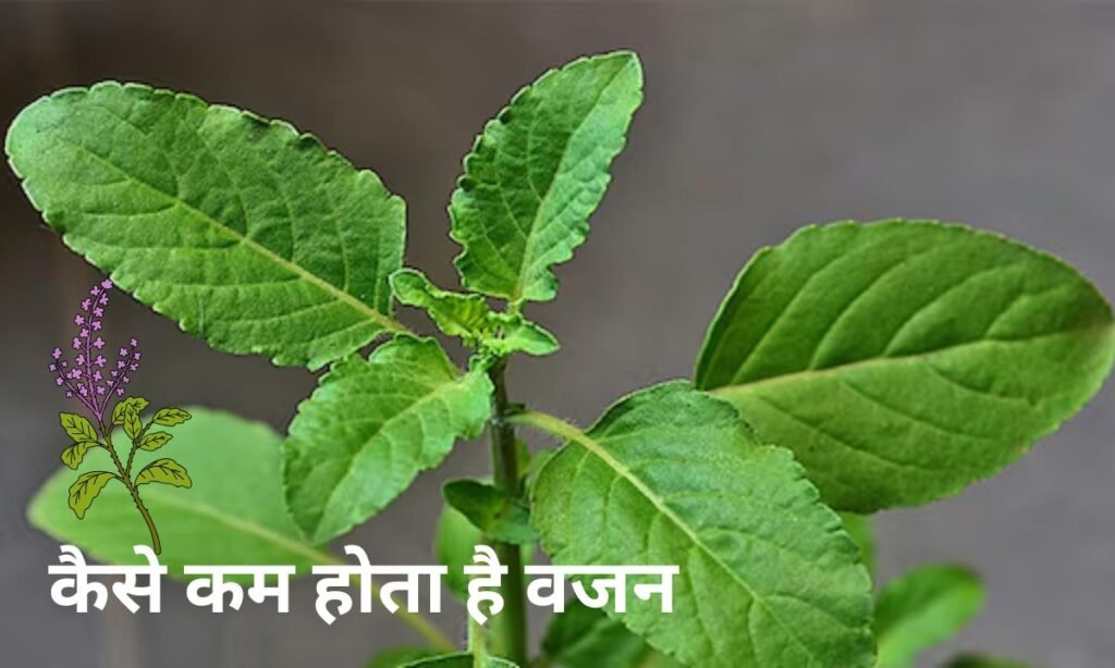 तुलसी के पत्तों का सेवन करने से कैसे कम होता है वजन, जल्दी से देखिए