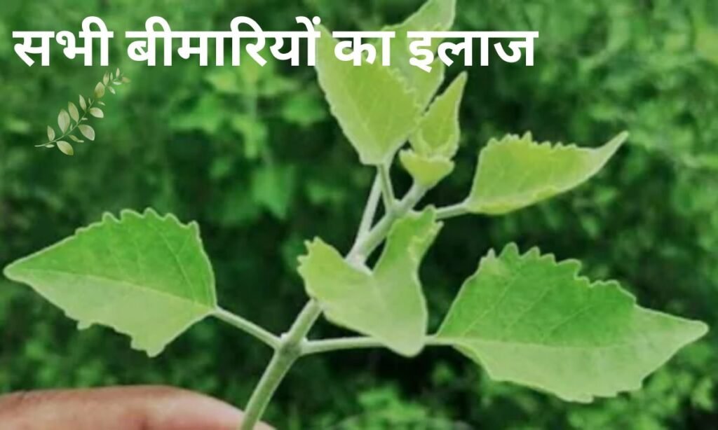 अरणी का पौधा है घर में, तो आज ही कीजिए सभी बीमारियों का इलाज