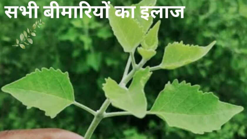 If you have an Arani plant in your house, then treat all your diseases today