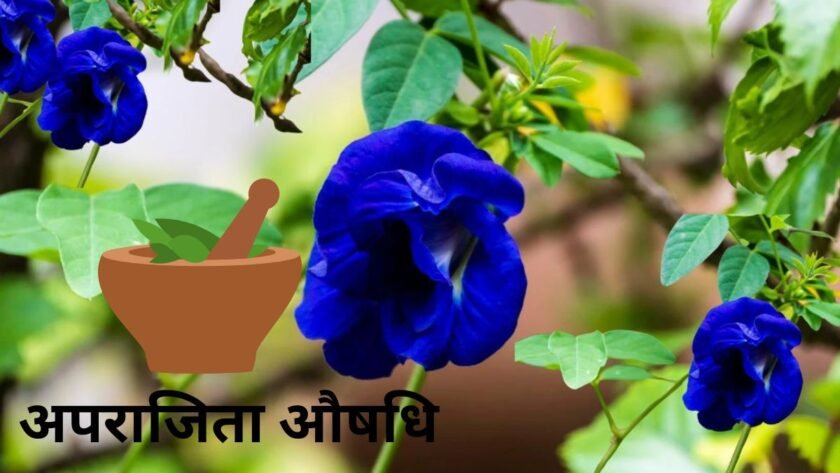 What are the benefits of Aparajita medicine, see quickly