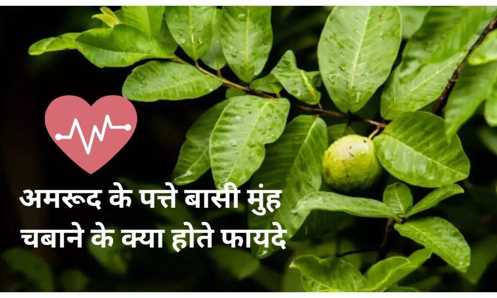 अमरूद के पत्ते बासी मुंह चबाने के क्या होते फायदे, जल्दी से देखिए