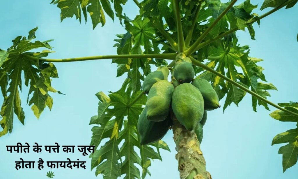 पपीते के पत्ते का जूस होता है फायदेमंद, देखिए इसके लाभ