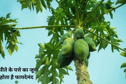 Papaya leaf juice is beneficial, see its benefits