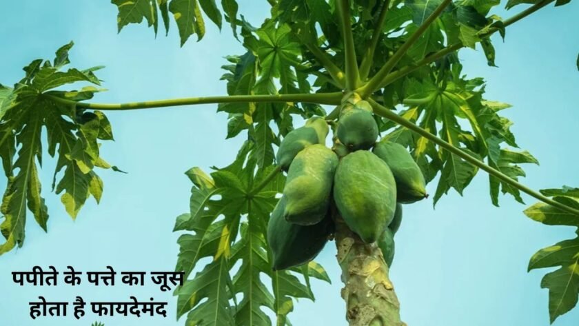 Papaya leaf juice is beneficial, see its benefits