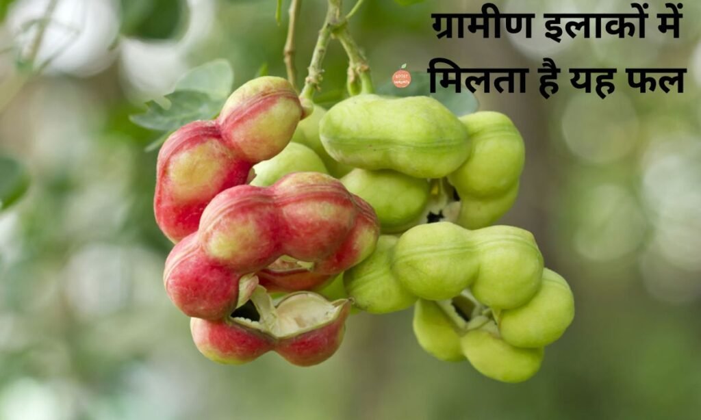 छत्तीसगढ़ के ग्रामीण इलाकों में मिलता है यह फल, सेवन करने के होते हैं अनेक फायदे