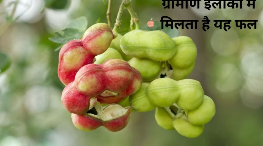 This fruit is found in the rural areas of Chhattisgarh, consuming it has many benefits