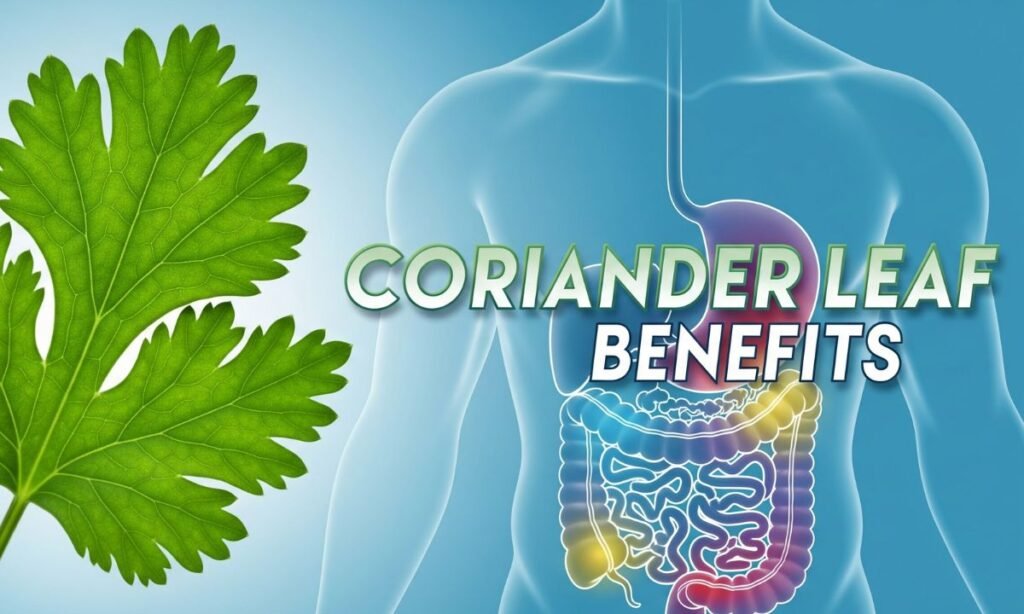 By consuming coriander leaves, immunity increases along with strengthening the digestive system