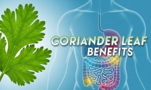 By consuming coriander leaves, immunity increases along with strengthening the digestive system