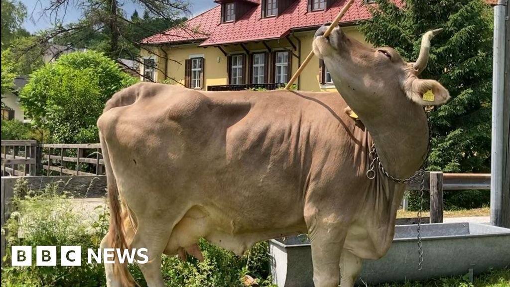 वैज्ञानिकों के होश उड़ गए: गाय ने औजार का इस्तेमाल कर किया ऐसा कारनामा जो किसी ने सोचा न था!